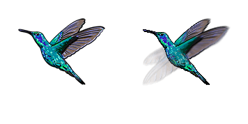 Hummingbird Animated cute cursor